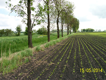 Sugar beets field along the source part of Gowienica