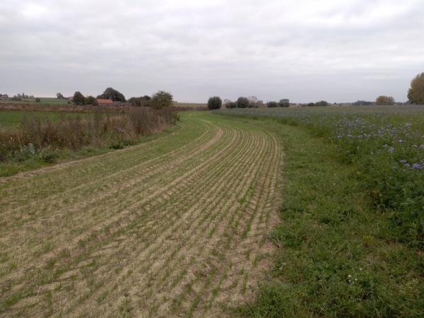 A grass buffer strip near the Bollaertbeek in the Belgian action lab
