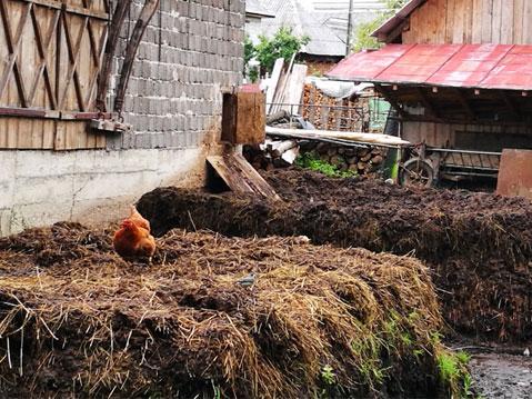 Improper manure storage Breb household 